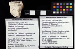 Foto (Objket + Etiketten) von Culmenformosa glaessneri (Robins, Feldmann & Schweitzer, 2013) 